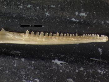 Media type: image;   Herpetology R-125762